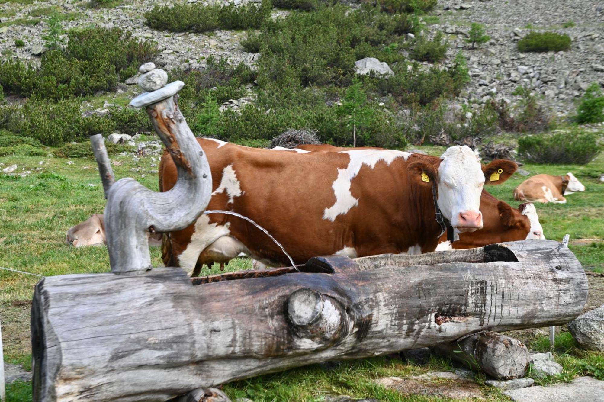 Bosco D'oro Appartamento
